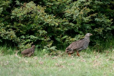 Hildebrandt's Francolin