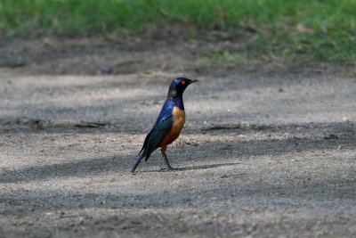 Hildebrandt's Starling