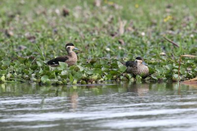 Hottentot Teal