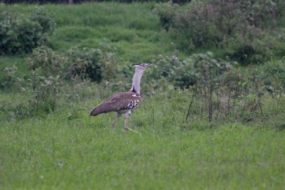 Kori Bustard