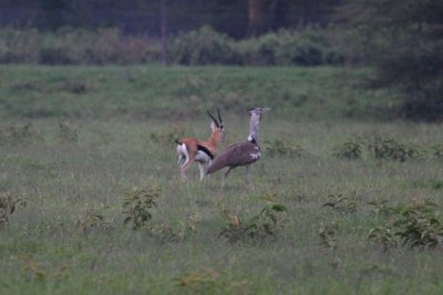 Kori's Bustard
