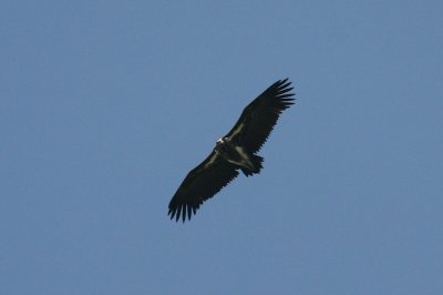 Lappet-faced Vulture