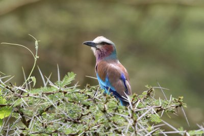 Lilac-breasted Roller
