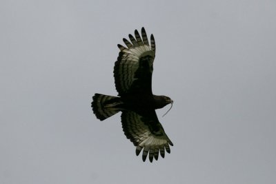 Long-crested Eagle