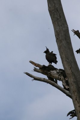 Long-crested Eagle