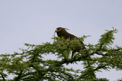 Long-crested Eagle