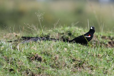 Long-tailed Widowbird