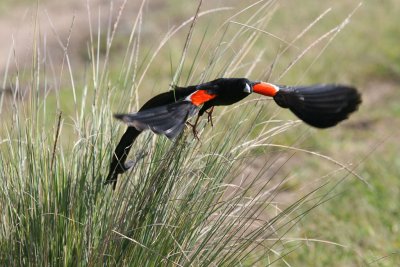 Long-tailed Widowbird