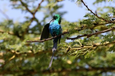 Malachite Sunbird
