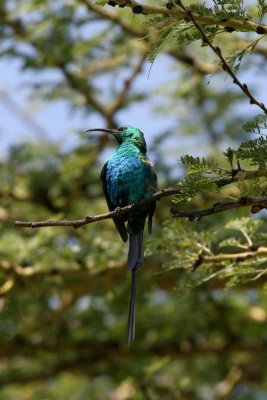 Malachite Sunbird