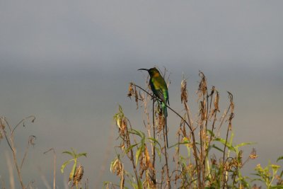 Malachite Sunbird