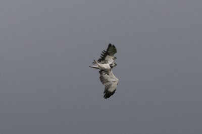 Martial Eagle