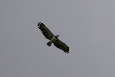 Martial Eagle