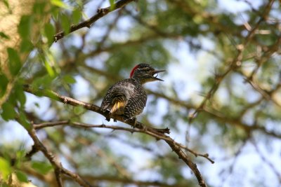Nubian Woodpecker