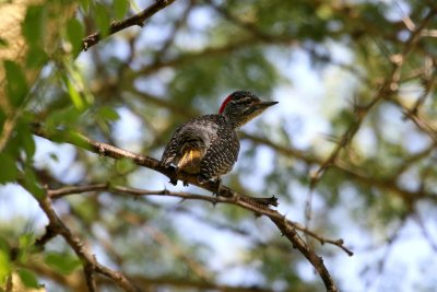 Nubian Woodpecker