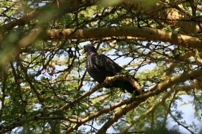 Olive Pigeon