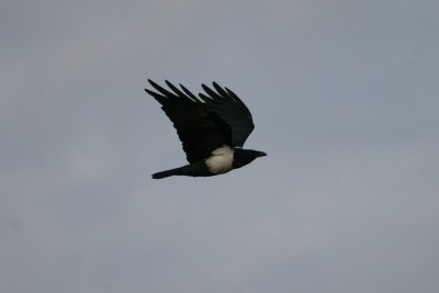 Pied Crow