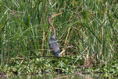 Purple Heron
