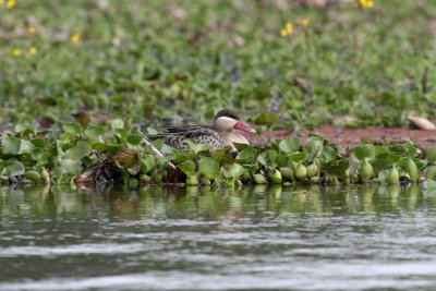 Red-billed Teal