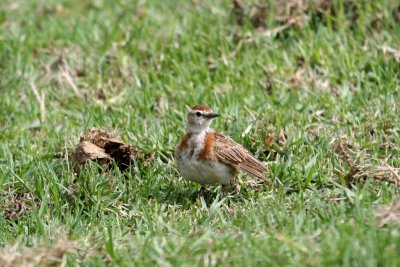 Red-capped Lark
