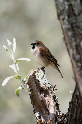 Rufous Sparrow
