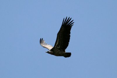 Ruppel's Griffon Vulture