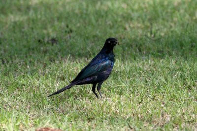 Ruppel's Long-tailed Starling