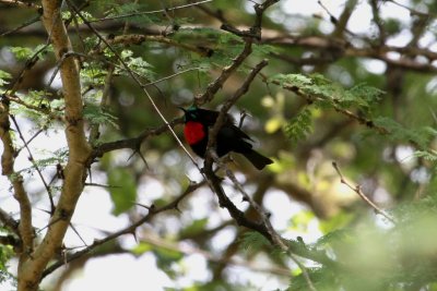 Scarlet-chested Sunbird