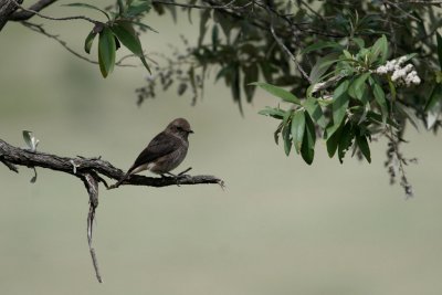 Schalow's Wheatear
