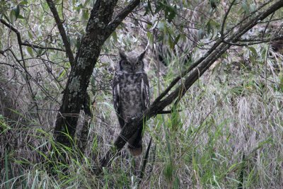 Spotted Eagle-owl