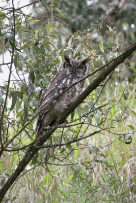 Spotted Eagle-owl