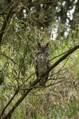 Spotted Eagle-owl