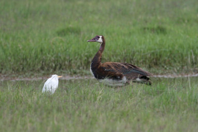 Spur-winged Goose