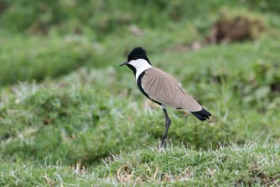 Spur-winged Plover