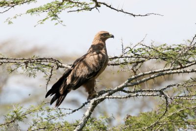 Tawny Eagle