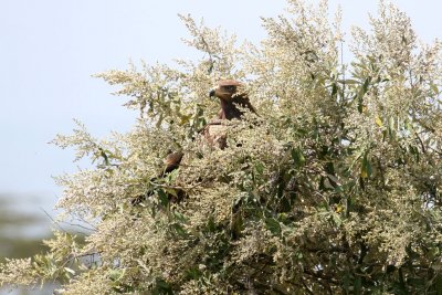 Tawny Eagle