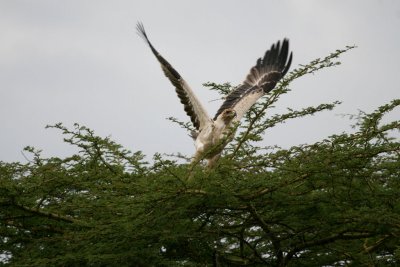 Tawny Eagle juv