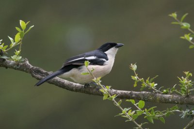 Tropical Boubou