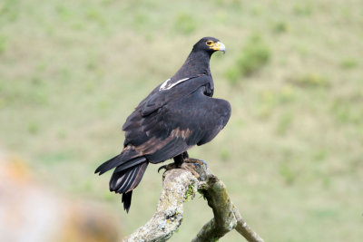Verraux's Eagle