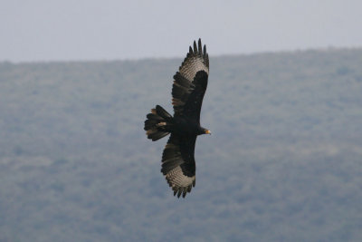 Verraux's Eagle