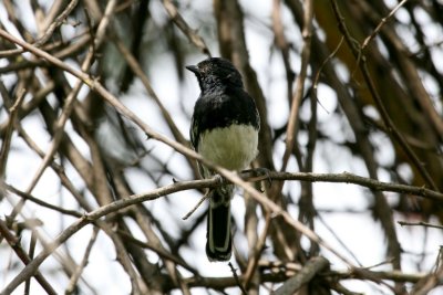 White-bellied Tit