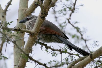 White-browed Coucal