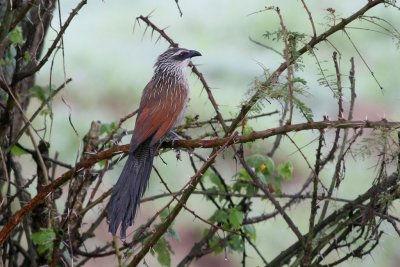 White-browed Coucal