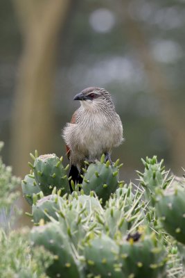 White-browed Coucal