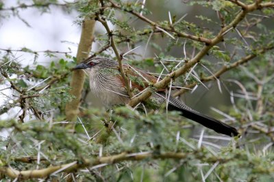 White-browed Coucal