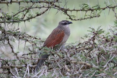 White-browed Coucal