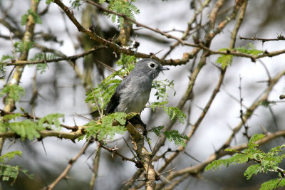 White-eyed Slaty Flycatcher