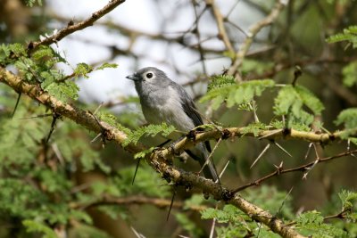 White-eyed Slaty Flycatcher