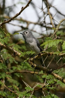 White-eyed Slaty Flycatcher