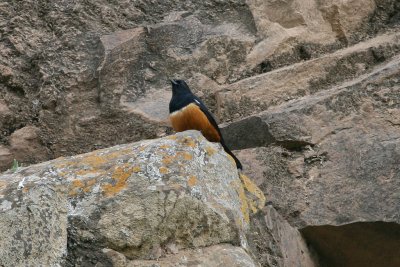 White-shouldered Cliff-chat